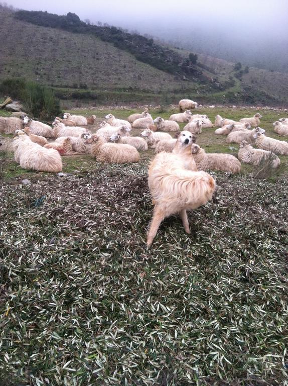 توري دي مونكورفو Quintas Do Valbom E Cuco المظهر الخارجي الصورة